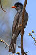 Bulbul de Madagascar