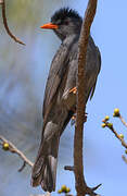 Malagasy Bulbul