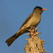 Bulbul de Madagascar