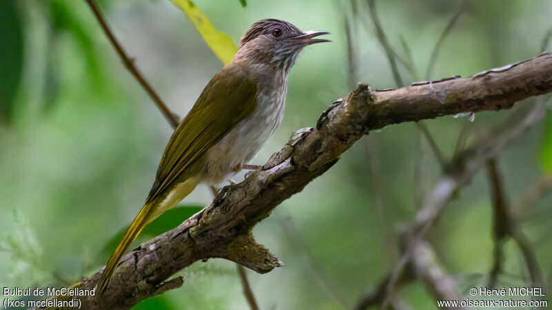 Bulbul de McClelland