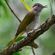 Bulbul de McClelland