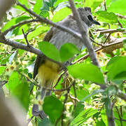 Yellow-vented Bulbul