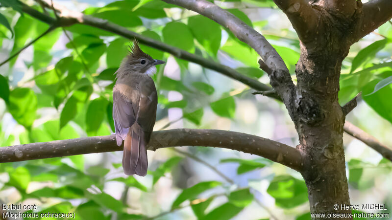 Bulbul ocré