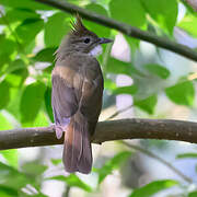 Ochraceous Bulbul