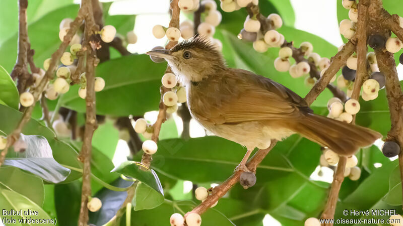 Olive Bulbul