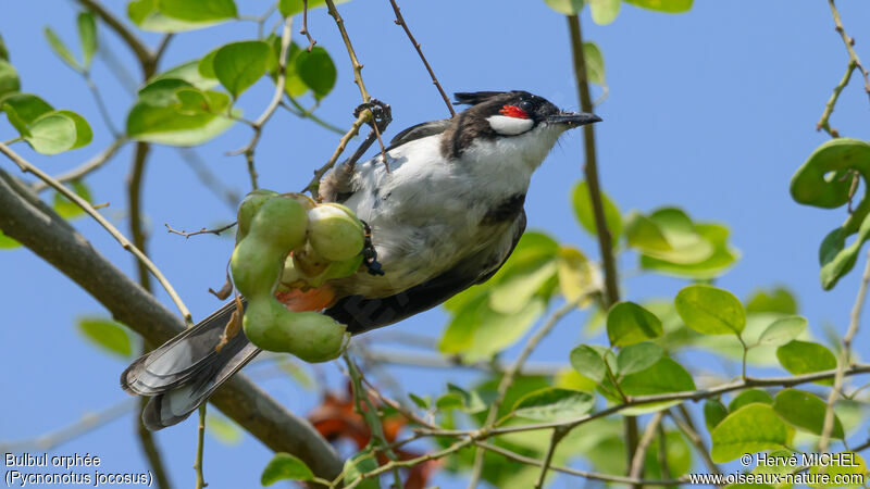 Red-whiskered Bulbul