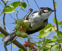 Red-whiskered Bulbul