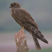 Montagu's Harrier