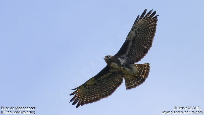 Madagascar Buzzard