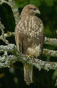 Common Buzzard