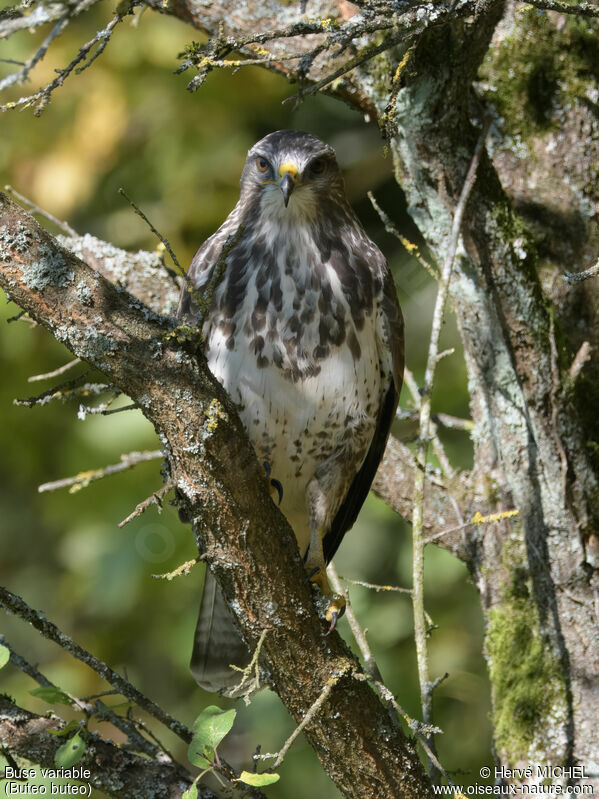 Buse variable