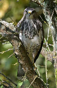 Common Buzzard