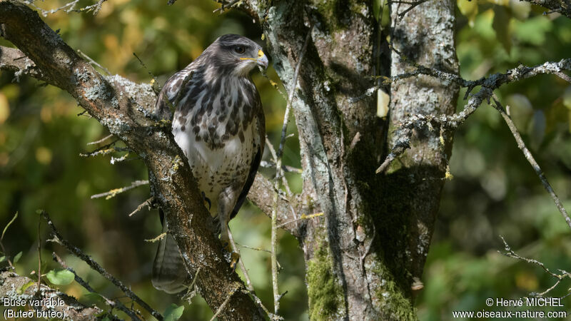 Buse variable