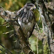 Buse variable