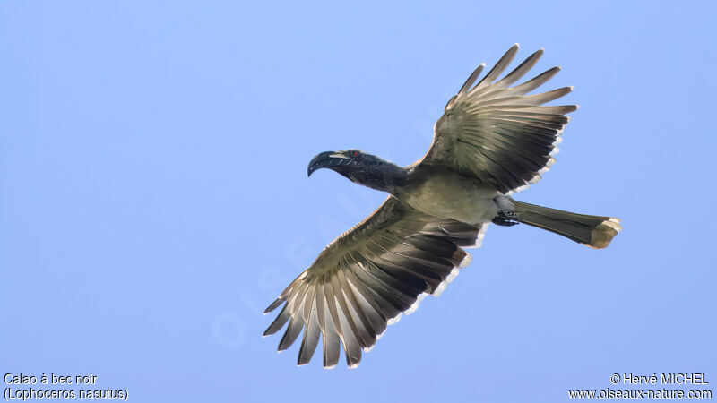 African Grey Hornbill