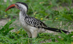 Southern Red-billed Hornbill