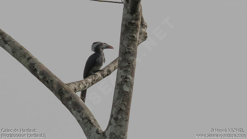 Western Dwarf Hornbill