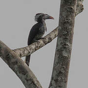 Western Dwarf Hornbill