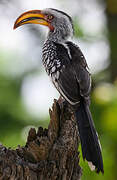 Southern Yellow-billed Hornbill