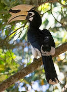 Oriental Pied Hornbill