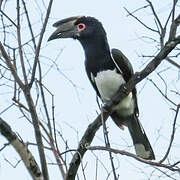 Trumpeter Hornbill