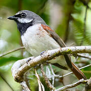 Red-tailed Vanga