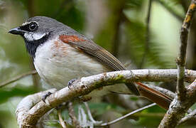 Red-tailed Vanga