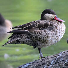 Canard à bec rouge