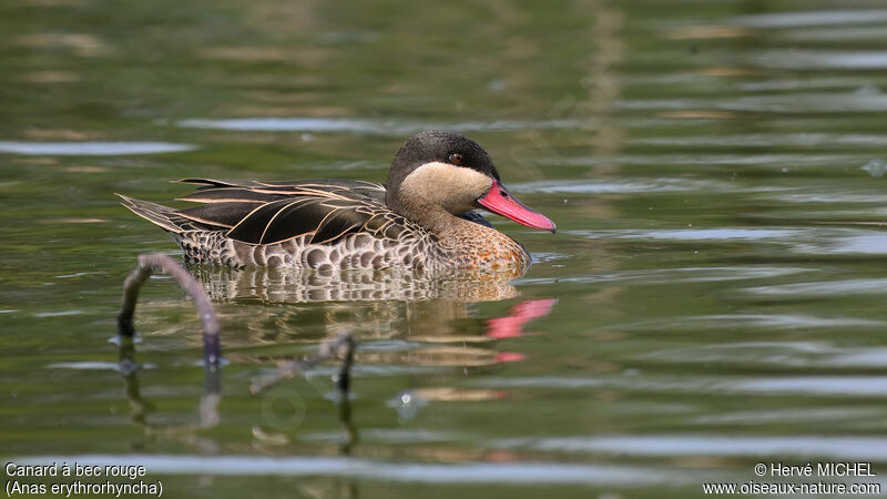 Canard à bec rouge