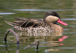 Canard à bec rouge