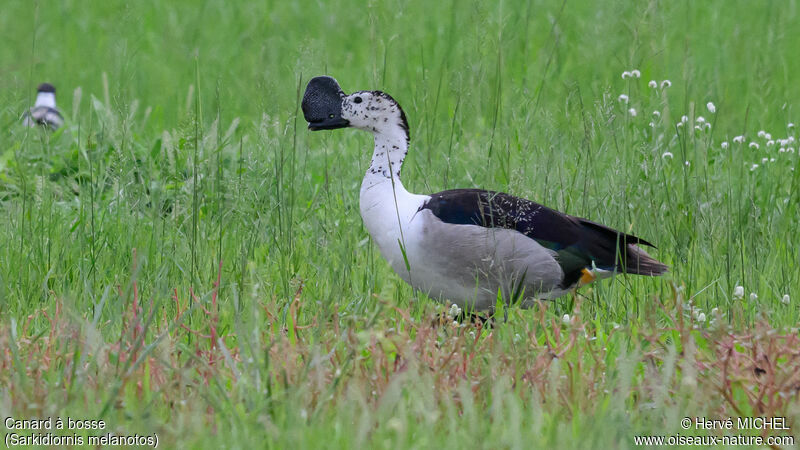 Canard à bosse mâle adulte