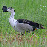 Knob-billed Duck