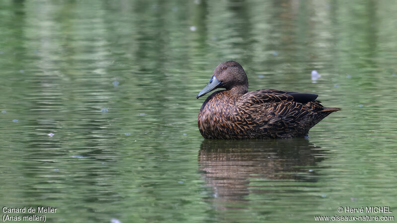 Meller's Duck