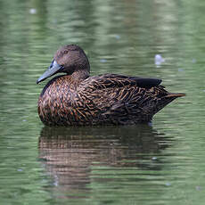 Canard de Meller