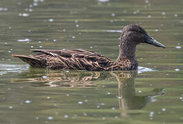 Canard de Meller