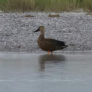 Cape Shoveler