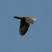 Mountain Imperial Pigeon