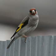 Grey-crowned Goldfinch