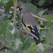 Grey-crowned Goldfinch