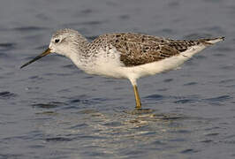 Marsh Sandpiper