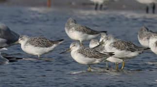 Nordmann's Greenshank