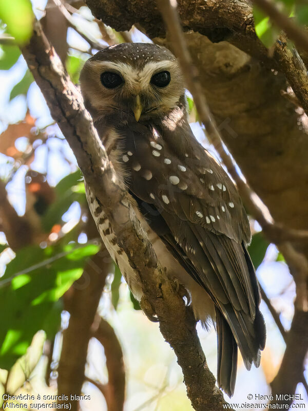 White-browed Owladult