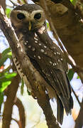 White-browed Owl