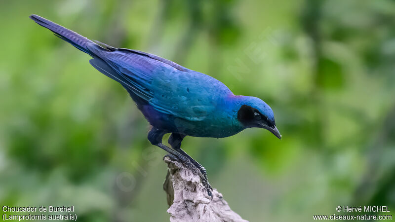 Burchell's Starling