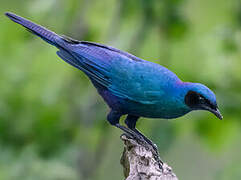 Burchell's Starling