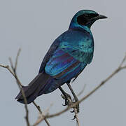 Burchell's Starling