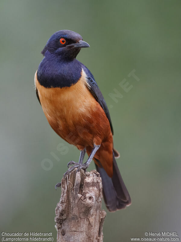 Hildebrandt's Starling