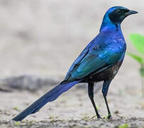 Meves's Starling