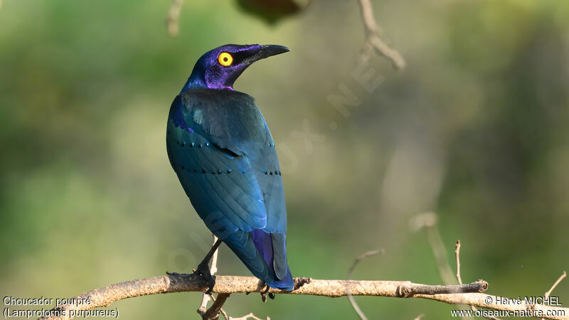 Purple Starling