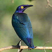 Purple Starling